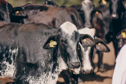 Vaca de cara pintada olhando para a câmera, com o brinco amarelo na orelha