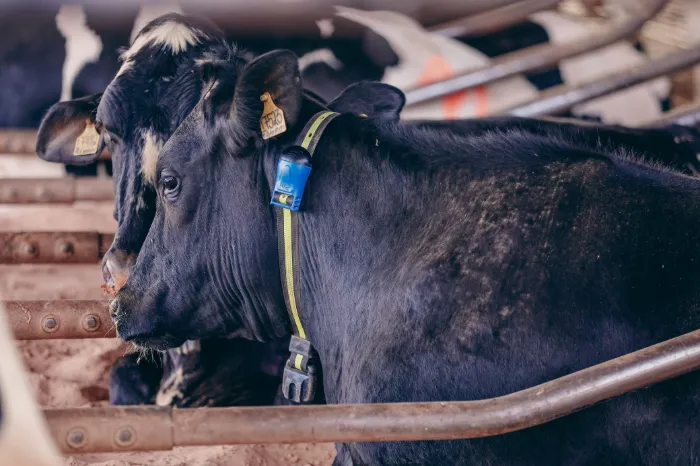 Colar de monitoramento no pescoço de uma vaca, em primeiro plano