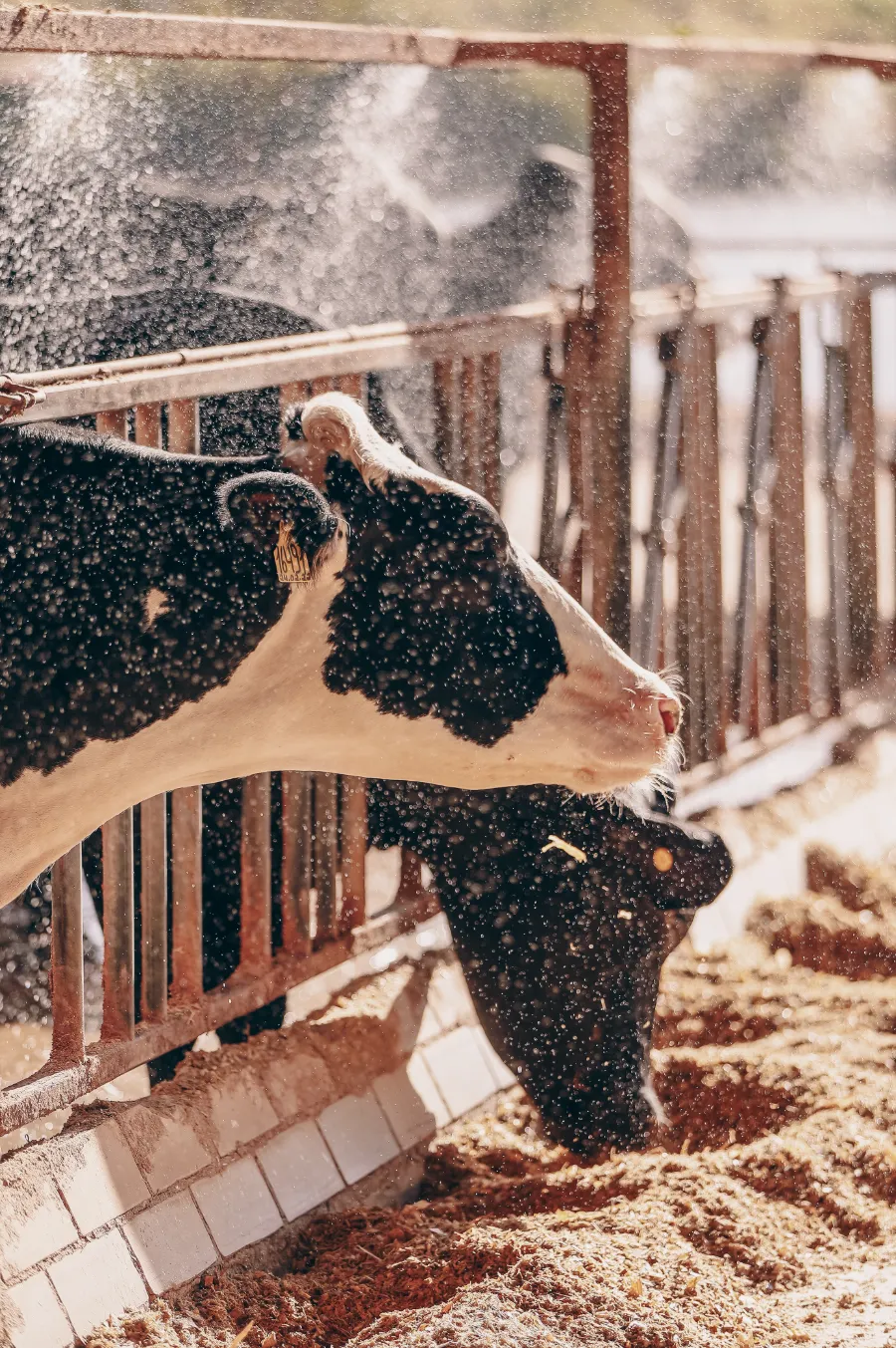 Vaca Holandesa de perfil, com a poeira dourada na contraluz