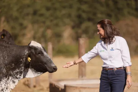 Mão estendida por cima da cerca, e a novilha ainda longe