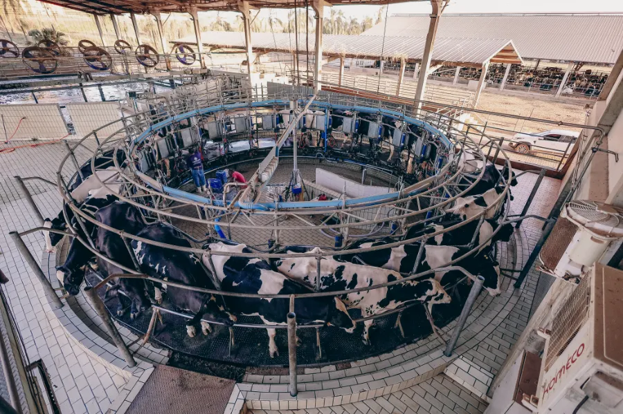 A sala de ordenha rotativa vista do alto, com as vacas posicionadas em círculo