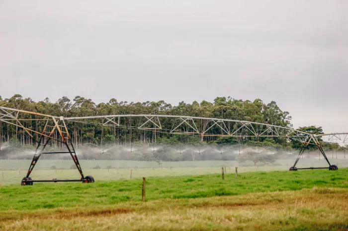 Pivô de irrigação estendido sobre o pasto, entre eucaliptos